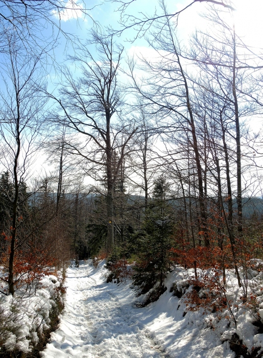 Cestou z Bišovky, 5.3.2016